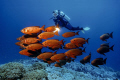  Red SquadronDiver watches shoal Common Bigeyes Priancanthus hamrur.BaAtoll Maldives Indian Ocean hamrur). hamrur) Ba-Atoll, BaAtoll, Ba Atoll,  